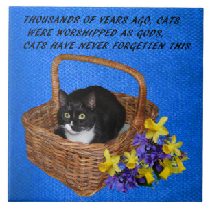 CAT-QUOTE TEGELTJE