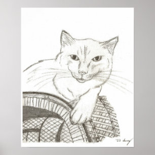 Cat Ragdoll Portret Poster