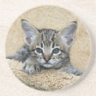 Cat reeks-Serval Savannah Cat-Onderzetter Zandsteen Onderzetter
