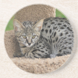 Cat reeks-Serval Savannah Cat-Onderzetter Zandsteen Onderzetter