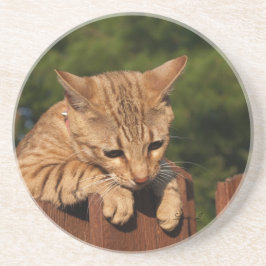 Cat reeks-Serval Savannah Cat-Onderzetter Zandsteen Onderzetter