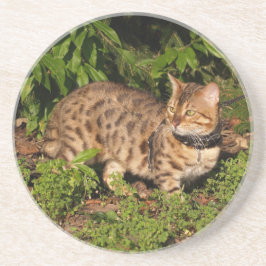 Cat reeks-Serval Savannah Cat-Onderzetter Zandsteen Onderzetter