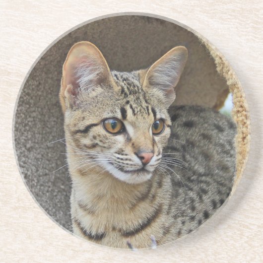 Cat reeks-Serval Savannah Cat-Onderzetter Zandsteen Onderzetter (Voorkant)