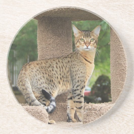 Cat reeks-Serval Savannah Cat-Onderzetter Zandsteen Onderzetter (Voorkant)