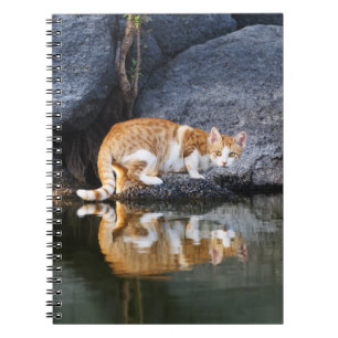 Cat Reflection in Pond Water Funny Foto - Notitieboek