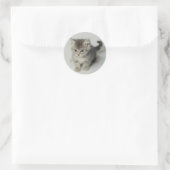 CAT RONDE STICKER (Tas)