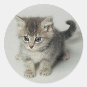 CAT RONDE STICKER