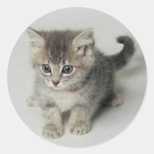 CAT RONDE STICKER (Voorkant)