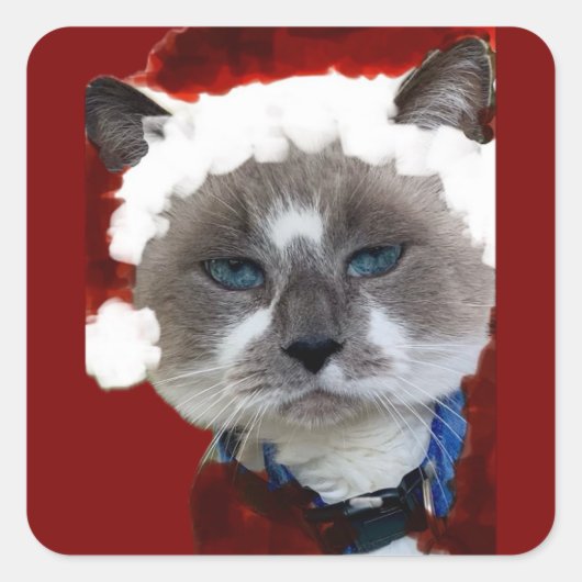 Cat Santa Claws Christmas Maureen Girard Blue Eye  Vierkante Sticker (Voorkant)