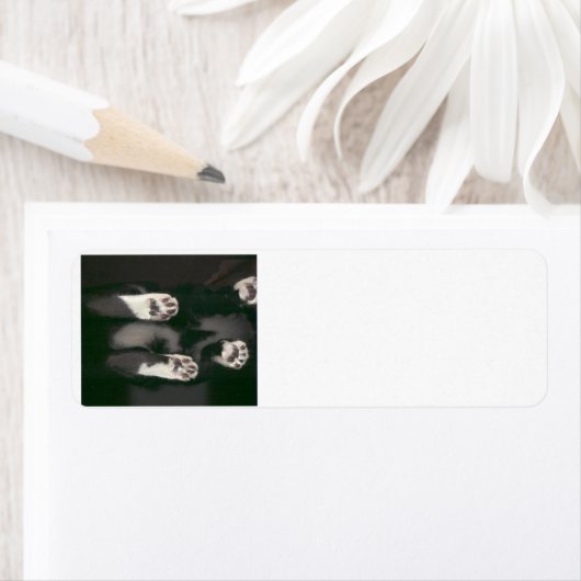 Cat Scan-adreslabels Etiket (Insitu)