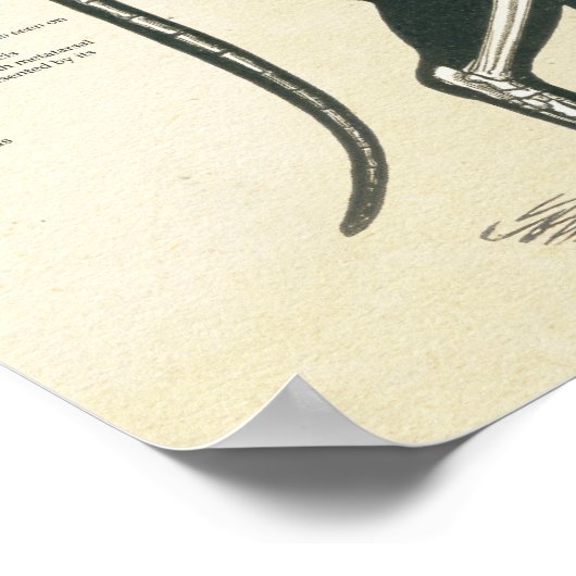 Cat Skeletal System Bones Anatomy Chart Poster (Hoek)