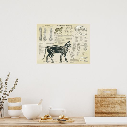 Cat Skeletal System Bones Anatomy Chart Poster (Keuken)