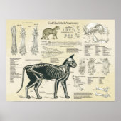 Cat Skeletal System Bones Anatomy Chart Poster (Voorkant)
