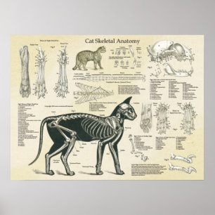 Cat Skeletal System Bones Anatomy Chart Poster
