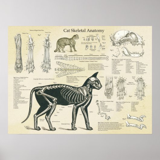 Cat Skeletal System Bones Anatomy Chart Poster (Voorkant)