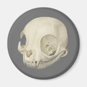 Cat Skull Magnet (Voorkant)