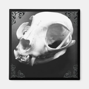 Cat Skull Taxidermy Gothic magnet