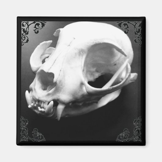 Cat Skull Taxidermy Gothic magnet (Voorkant)