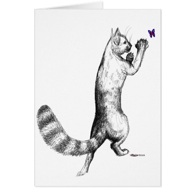 Cat Springings (Voorkant)