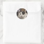 Cat Sticker (Tas)