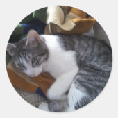 Cat Sticker (Voorkant)