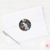 Cat Sticker (Envelop)