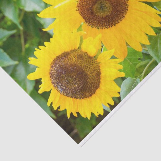 Cat Sympathie met zonnebloemen Tissuepapier (Detail)