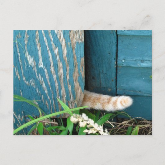 Cat Tail-kalender ~ briefkaart (Voorkant)