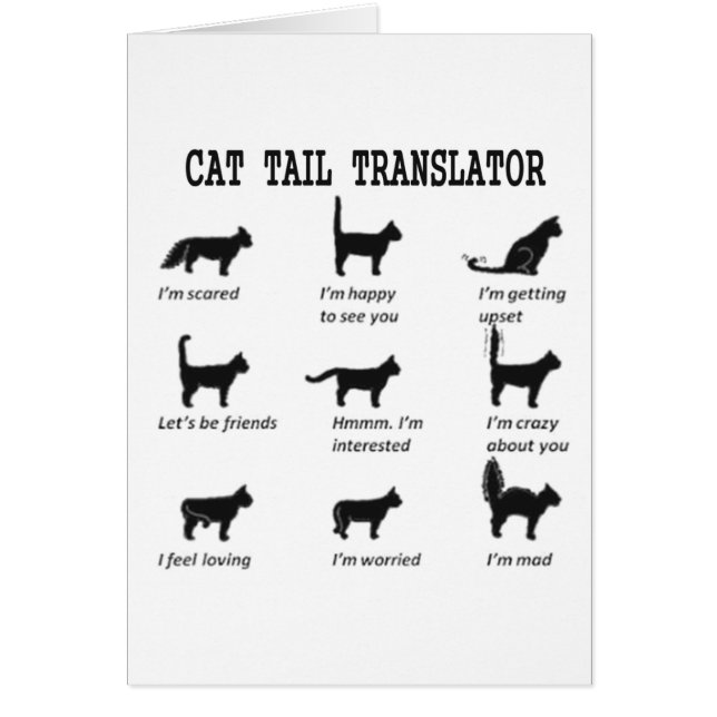 CAT TAIL TRANSLATOR (Voorkant)