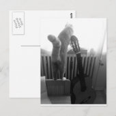 Cat Tail. Zwart/wit Briefkaart (Voorkant / Achterkant)