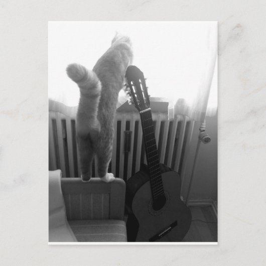 Cat Tail. Zwart/wit Briefkaart (Voorkant)