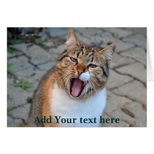 Cat Talking (Voorkant Horizontaal)