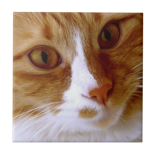 Cat Tile sluiten Tegeltje (Voorkant)