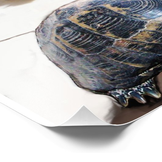 CAT, TURTLE EN BASKETBALL FOTO AFDRUK (Hoek)