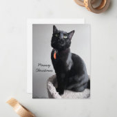 Cat Vakantiekaart Notitiekaartje (Voorkant / Achterkant in situ)