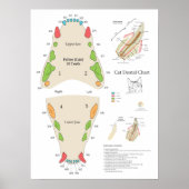 Cat Veterinary Dental Chart Poster (Voorkant)