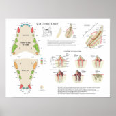 Cat Veterinary Dental Tooth Chart Poster (Voorkant)