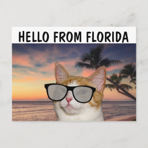 CAT VOOR NAAM HALLO VAN FLORIDA-Briefkaarten Briefkaart