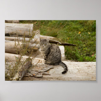 Cat wacht op je - Poster