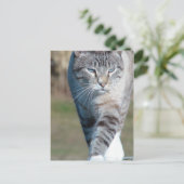 Cat Walk Briefkaart (Staand voorkant)