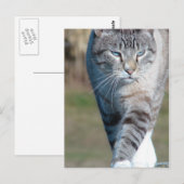 Cat Walk Briefkaart (Voorkant / Achterkant)