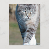 Cat Walk Briefkaart (Voorkant)
