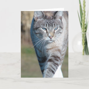 Cat Walk Kaart