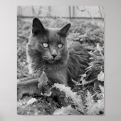 cat wall art poster (Voorkant)