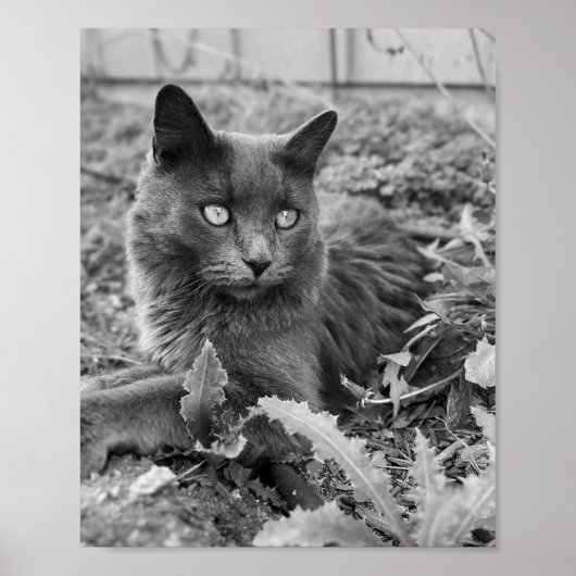 cat wall art poster (Voorkant)