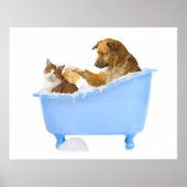 Cat- Wash Poster (Voorkant)