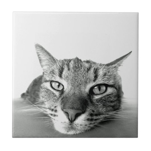 Cat Watching Tegel Tegeltje (Voorkant)