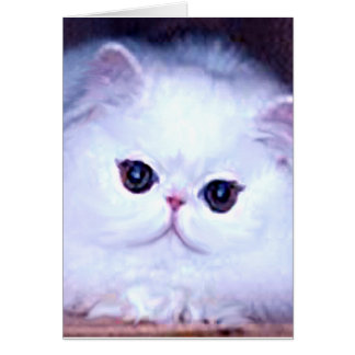 Cat White Persian Kitten Kat