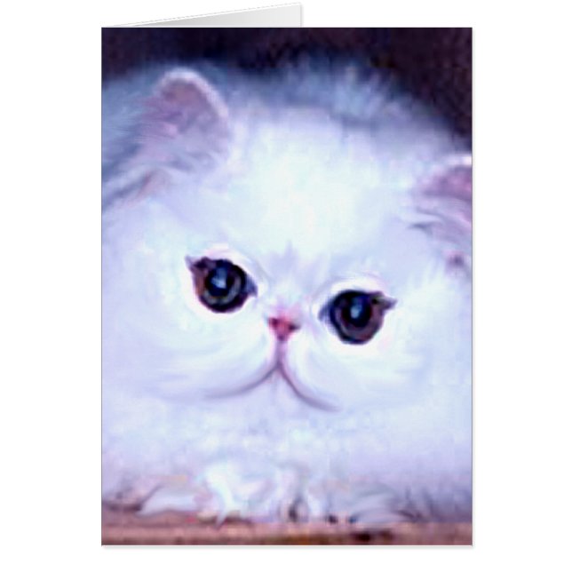 Cat White Persian Kitten Kat (Voorkant)
