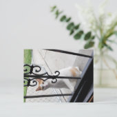 Cat Who Really Wants to Come In Postcard Feestdagenkaart (Staand voorkant)